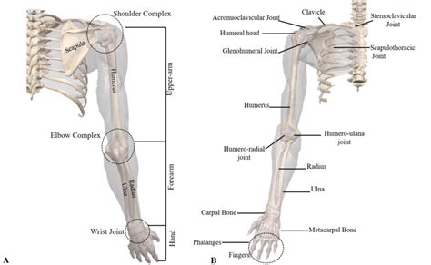 what is abduction anatomy|Anatomy, Shoulder and Upper Limb, Arm Abductor .